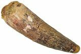 Fossil Spinosaurus Tooth - Real Dinosaur Tooth #311771-1